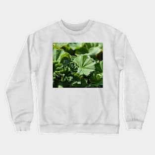 Garden Lady's-mantle Crewneck Sweatshirt